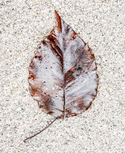 Lost Leaf