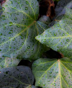 Raindrops on Leaves