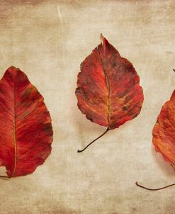 Three Autumn Leaves