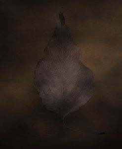 Fallen Leaf