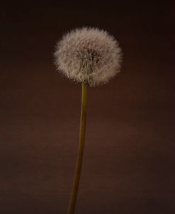 Dandilion