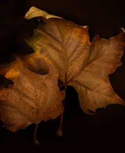 Portrait of a Leaf