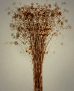 Dried Flower