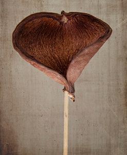 Dried Heart Seed Pod
