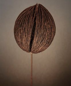 Dried Seed Pod