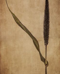 Wheat Flower