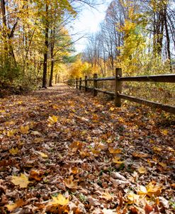 Autumn Fence