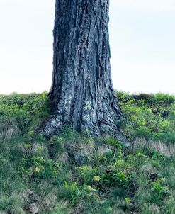 Tree Trunk