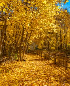 Autumn Woods