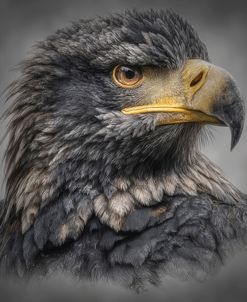 Majestic Copy