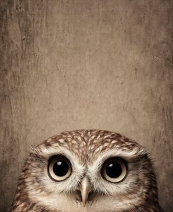 Peeping Owl