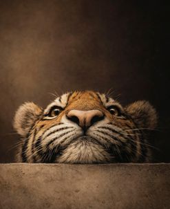 Tiger Cub