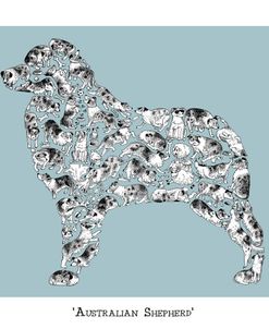 Aussie Shepherd