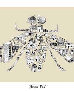 House Fly