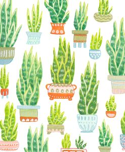Snake PLants