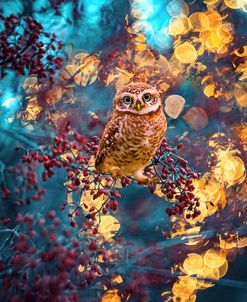 Owl Bokeh