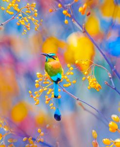 Rainbow Motmot