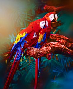 Soulmate Macaws