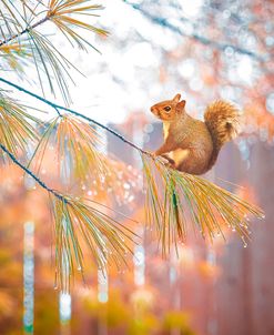 Squirrel Bokeh