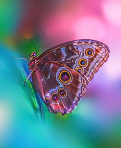 Hazy Butterfly