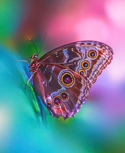 Hazy Butterfly