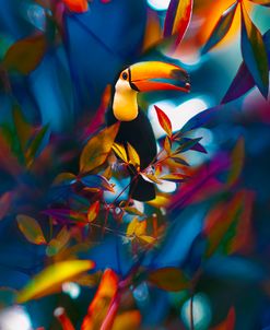 Toucan Tropics