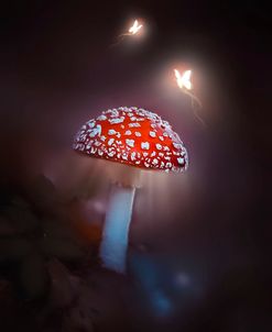 Mushroom Magic