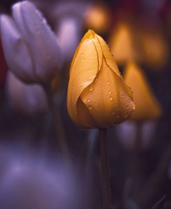 Tulips at Dusk