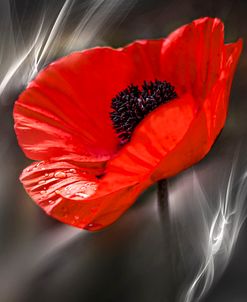 Black and White Poppy