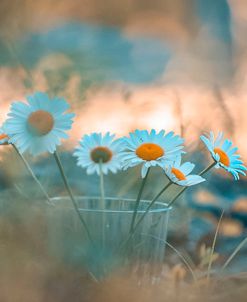 Blue Daisies