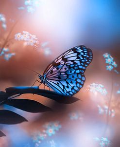 Butterfly Memory