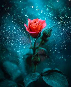 Glittering Rose