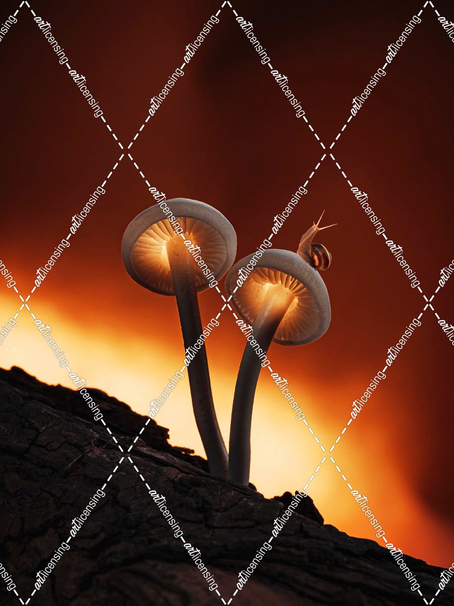Fiery Mushrooms
