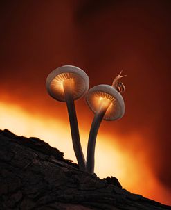 Fiery Mushrooms