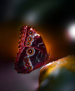 Owl Wings