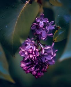 Lilacs at Dusk