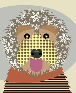Labradoodle