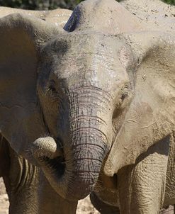 African Elephants 002