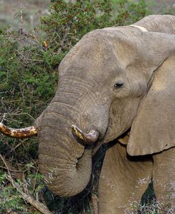 African Elephants 007