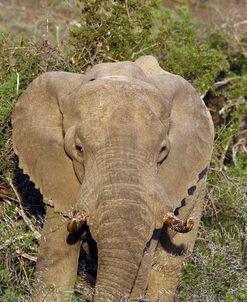 African Elephants 008
