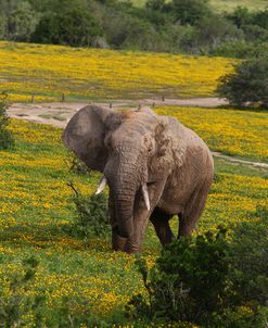 African Elephants 009