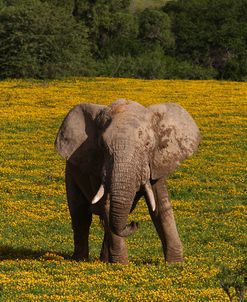 African Elephants 012