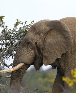 African Elephants 004