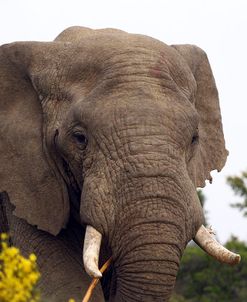 African Elephants 005