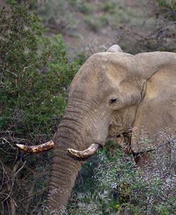 African Elephants 006