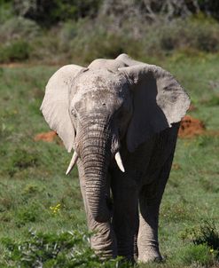 African Elephants 017