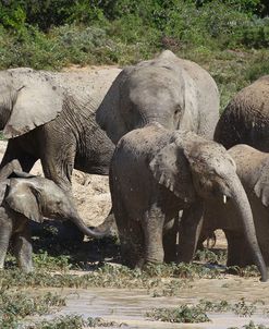 African Elephants 018