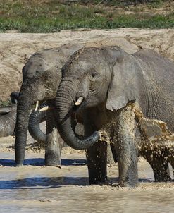 African Elephants 020