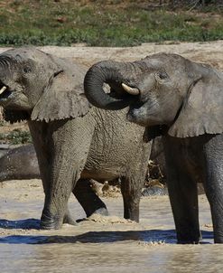 African Elephants 021