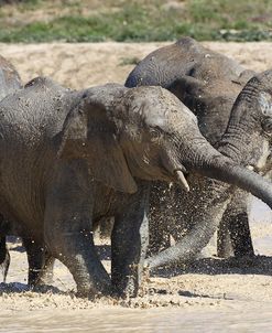 African Elephants 022